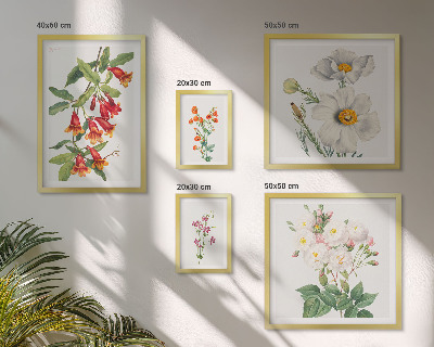 Set di 5 quadri Illustrazioni botaniche floreali