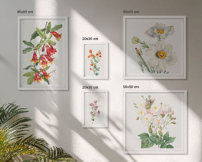 Set di 5 quadri Illustrazioni botaniche floreali