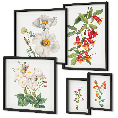 Set di 5 quadri Illustrazioni botaniche floreali