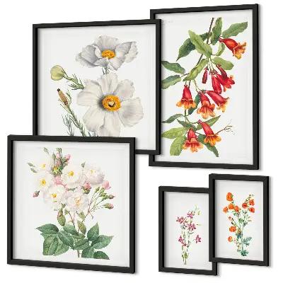 Illustrazioni botaniche floreali set di 5 quadri