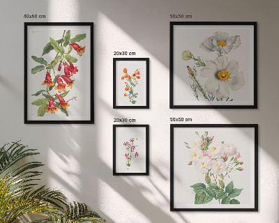 Set di 5 quadri Illustrazioni botaniche floreali