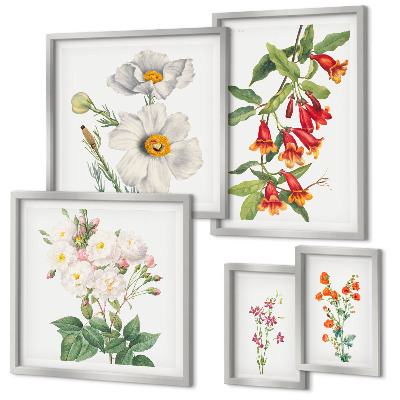 Set di 5 quadri Illustrazioni botaniche floreali
