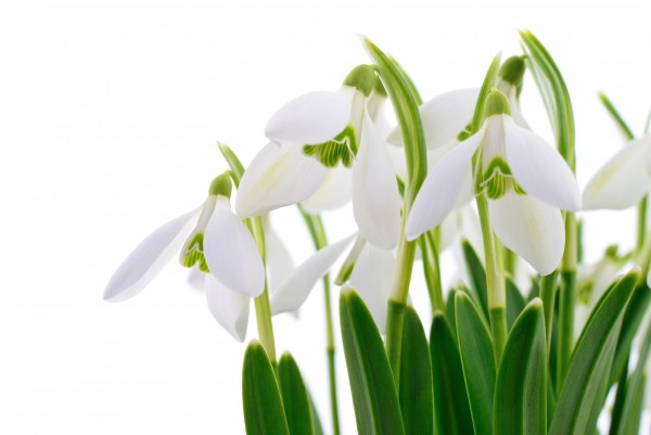 Primavera in acrilico - decorazioni murali primaverili che illumineranno gli interni